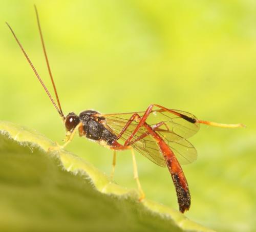 Erigorgus procerus